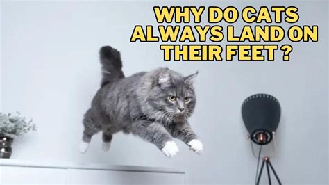 What Education Do You Need to Be a Paralegal? And Why Do Cats Always Land on Their Feet?