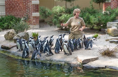 What Education is Required to Be a Wildlife Biologist? And Why Do Penguins Never Get Lost in the Snow?